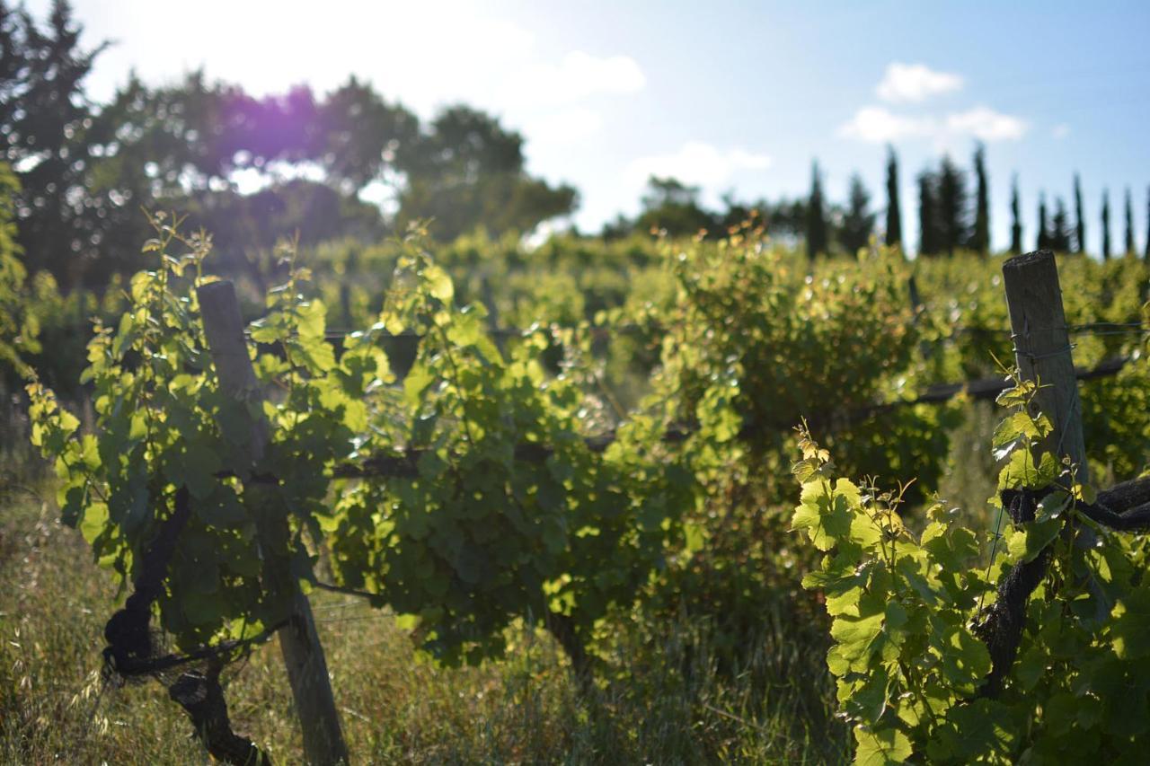 Casas Na Vinha - Monte Da Casteleja, Wine Estate - Eco Turismo Rural Lagos Eksteriør billede